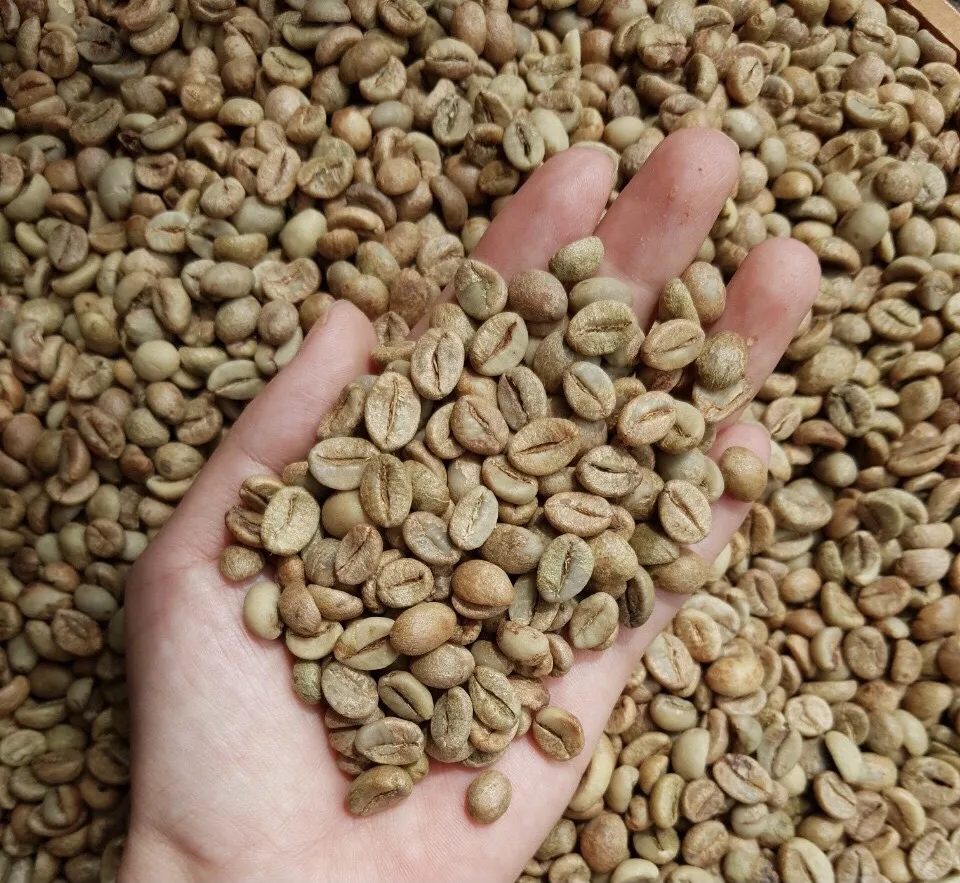 New crop 2023 First Grade Green Arabica Coffee Beans From Vietnam