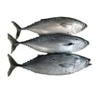 Bulk Bonito Fish for Sale - Ideal for Restaurants and Sushi Bars