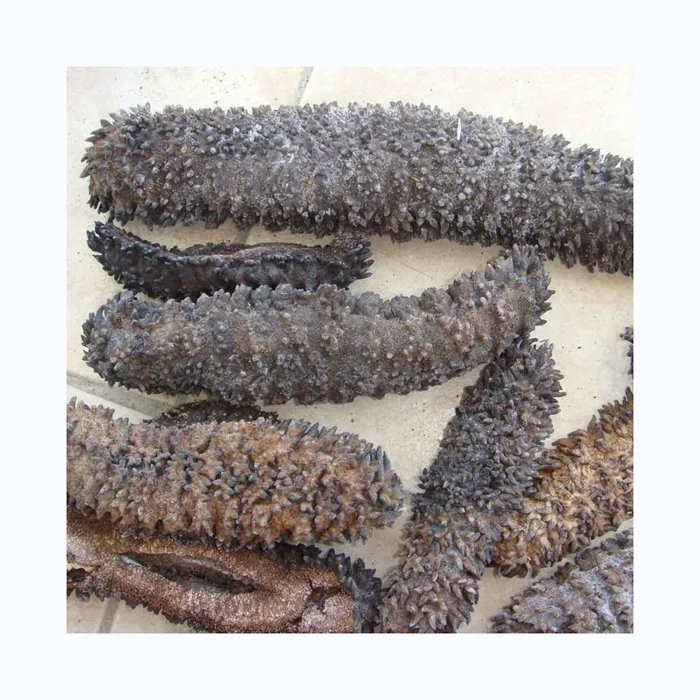 whole sale Price Frozen Sea Cucumber and Quality Dried Sea Cucumber for sale