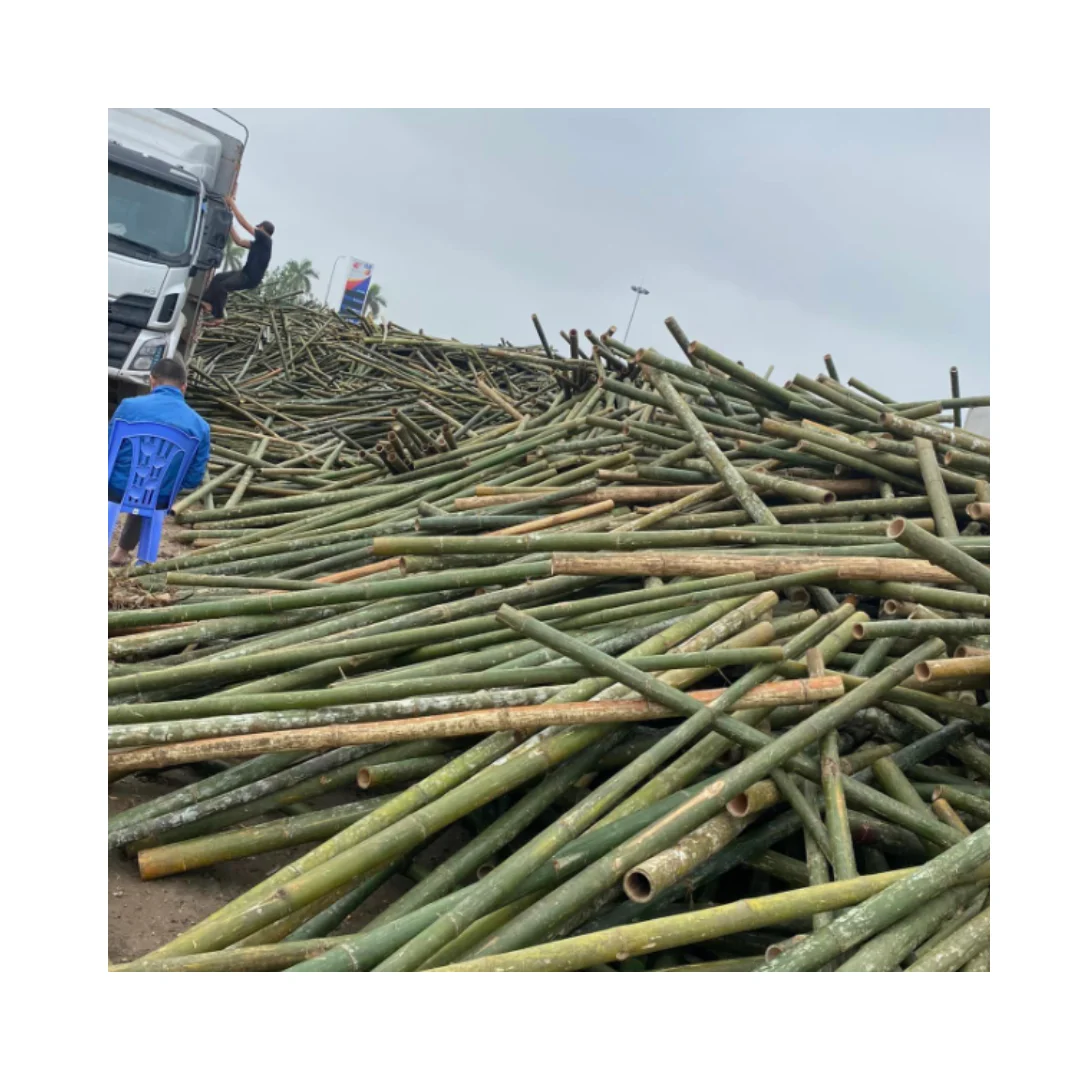 HIGH QUALITY SOLID BAMBOO VIETNAM FACTORY CUSTOM LENGTH AND SIZE BAMBOO STRAIGHT CANE TOP SALE IN 2024