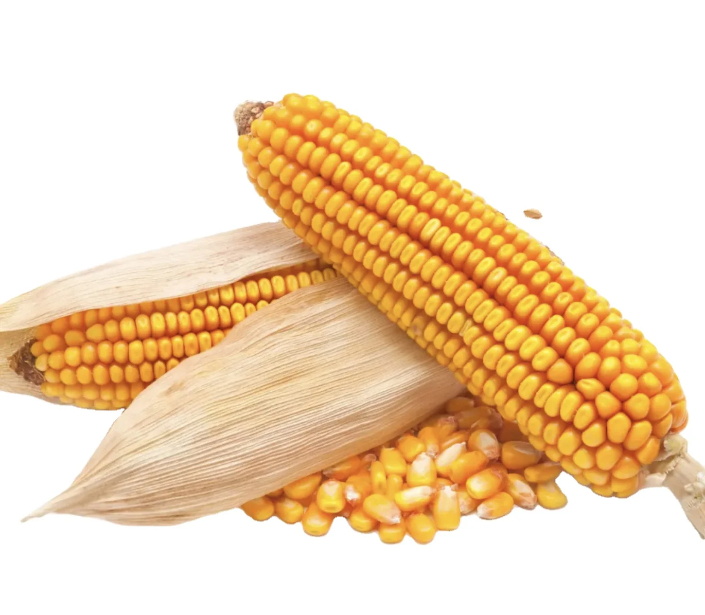 Buy Yellow Corn Maize Wholesale in Bulk For Export