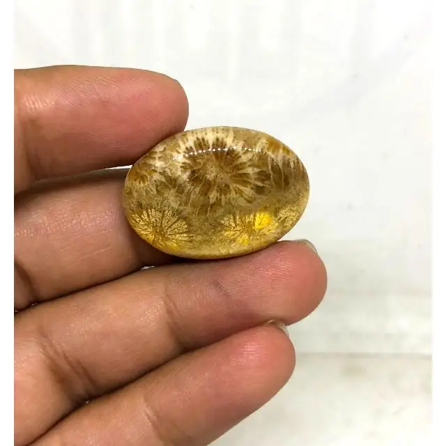 Fossilized Coral Natural cabochon stone crystals chakra healing energy for decoration  for gift handmade hand polish bulk sale