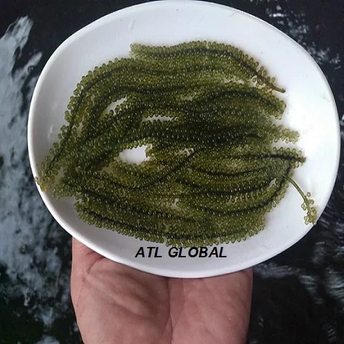 BEST PRICE DEHYDRATED SEA GRAPES HIGH QUALITY SEA GRAPES FROM ATL GLOBAL