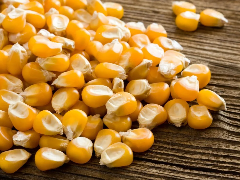 yellow maize10.jpg