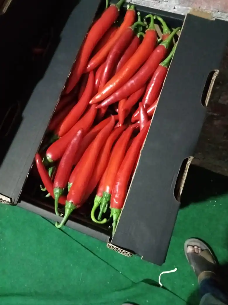 Fresh Hot Chili or Thai Pepper Premium Quality and Fast Shipping