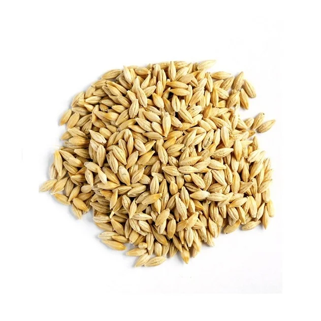 Malted Barley Grain Bulk