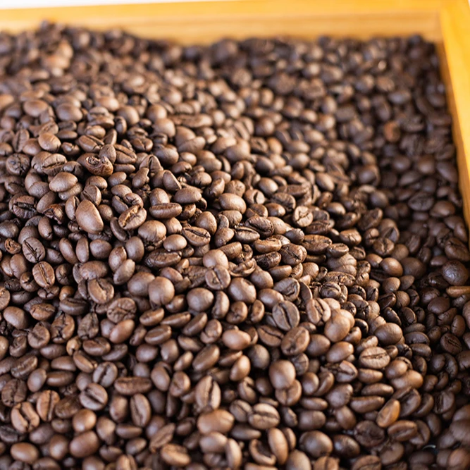 Wholesale Robusta Roasted Bean from Vietnam Coffee Bean Manufacturer Factory Price Premium Grade 16-18 60 Kg COMMON Cultivation