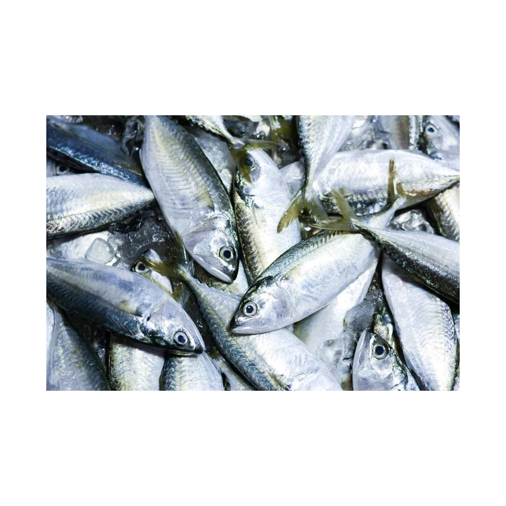 Frozen Fresh Horse Mackerel Pacific Mackerel Fish