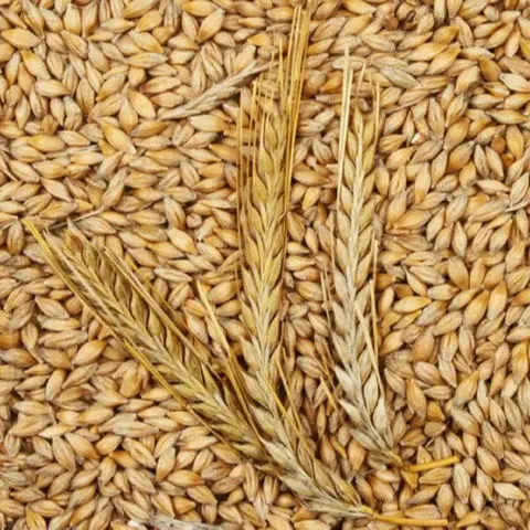 High Quality Wholesale Barley for Animal Feed Poultry feed Wheat Bran For Livestock Barley Rich in Protein