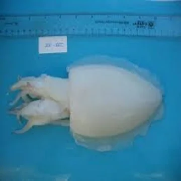 Frozen Cuttlefish IQF Style Natural Frozen Food Frozen Squid & Cuttlefish Ball
