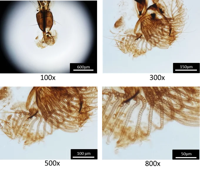 200x lens gift decoration microscope mini