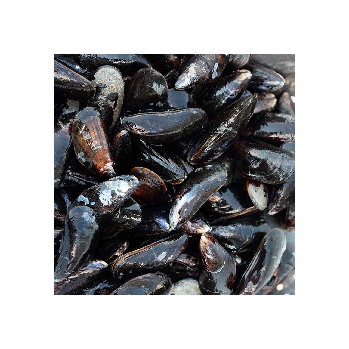 HOT Selling Frozen Shellfish Mussels High manufacturer Best material With cheap rate