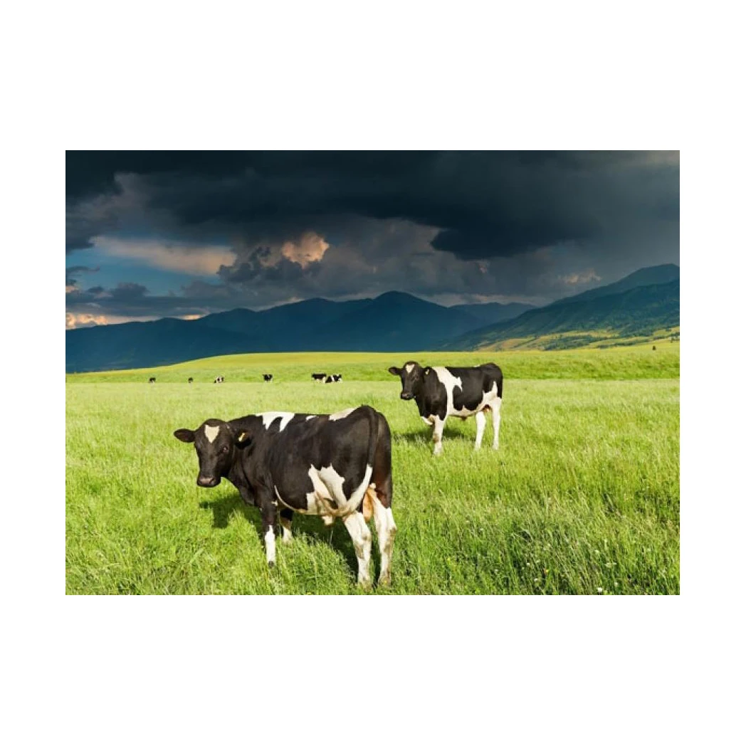 Cow Cow Goat Supplement Sheep Booster Supplier 1kg Mix 1000kg Complete Feed Animal Feed