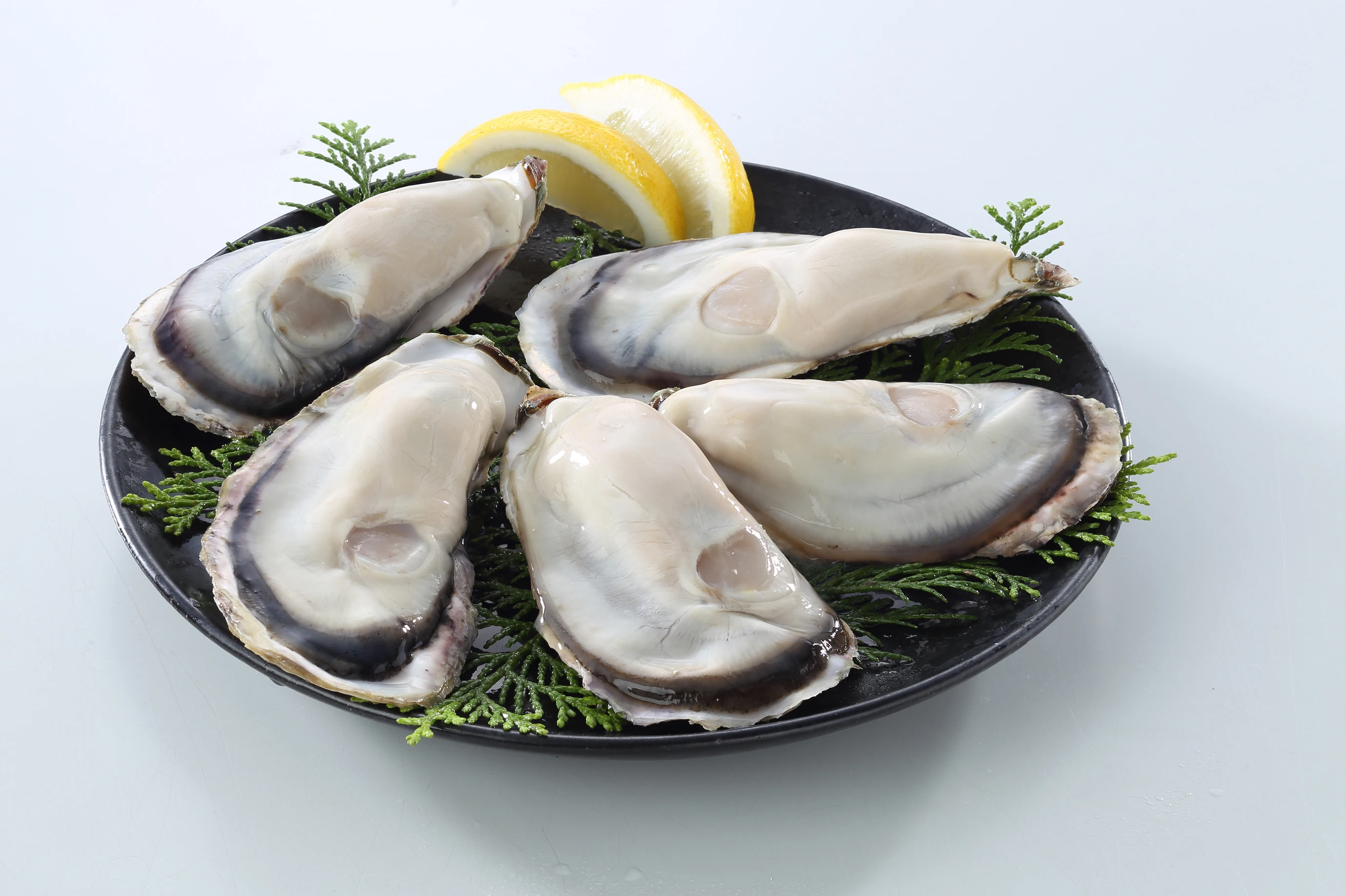 Frozen SMART OYSTER FRESH, EAZY TO EAT, eaten all seasons, no food loss Frozen Oyster with Shell