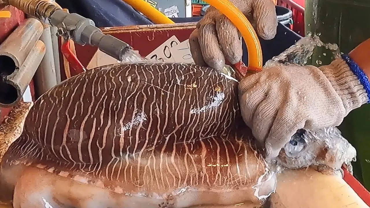 Dried Cuttlebone for Birds High Quality Cuttlefish Bone White Cuttlefish Bone Trimmed Feed Natural for Animal Body