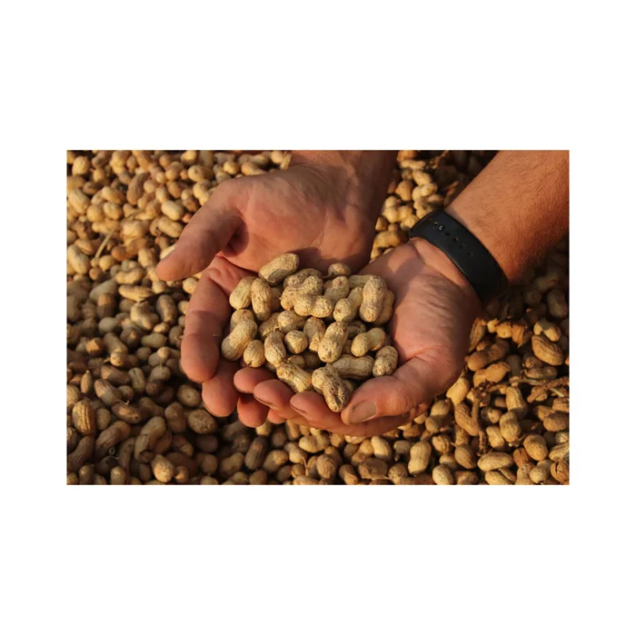 Hot Selling Price Of Dried Organic Red Skin Peanuts In Bulk Quantity