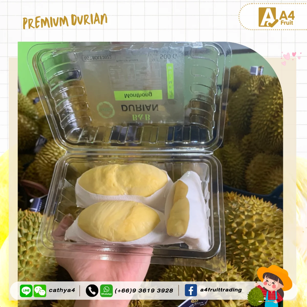 Fresh Durians King of Fruits Direct from Thailand Best in the World for China