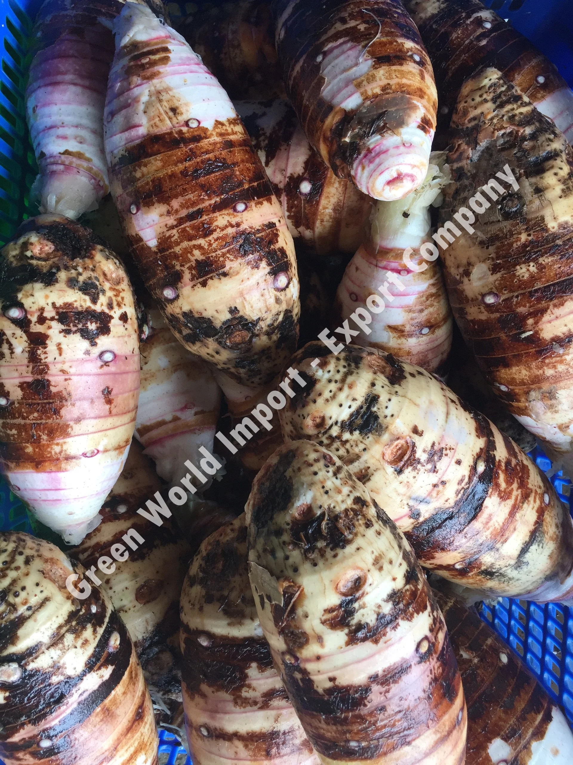 FROZEN TARO CHEAPEST PRICE FROM VIETNAM - 100% NATURAL FROZEN TARO DELICIOUS- HIGH QUALITY FROZEN TARO FOR YOUR BUSINESS