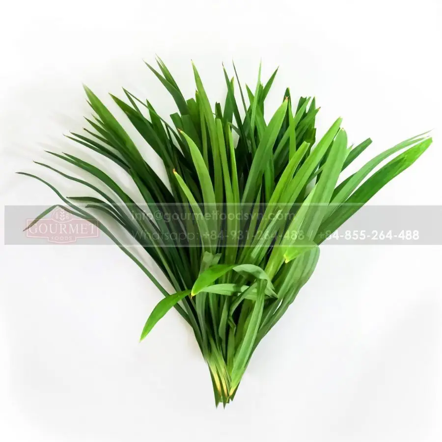 Pandan-Это тропическое растение ценное своим ароматом Остроконечные листья некоторые сорта производят съедобные сосновые фрукты в форме конуса