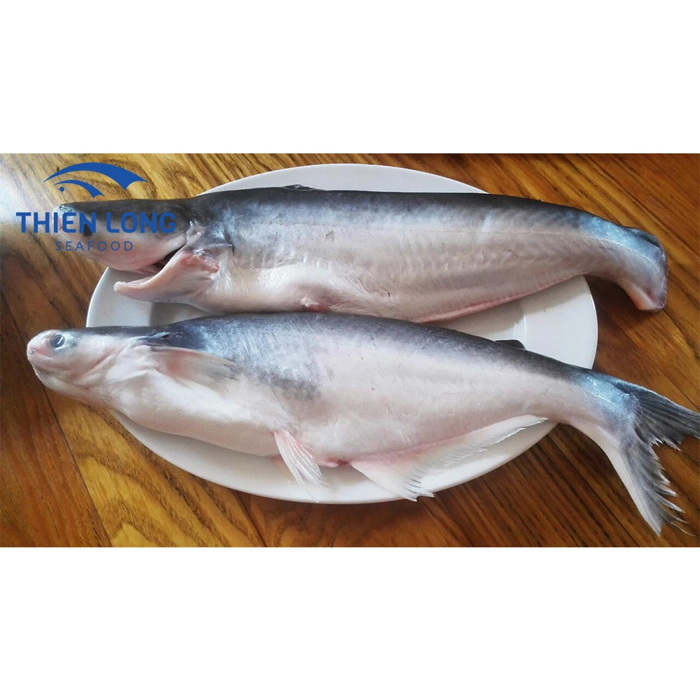 IQF Whole Round Pangasius Fish With Weight 10kg And Shelf Life 24 Months Made In Vietnam