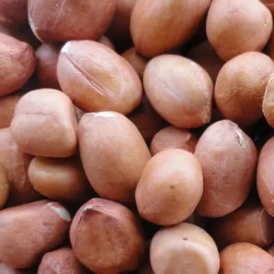 High Quality Raw Peanuts Without Shell Raw Peanuts Blanched Peanut Kernels.