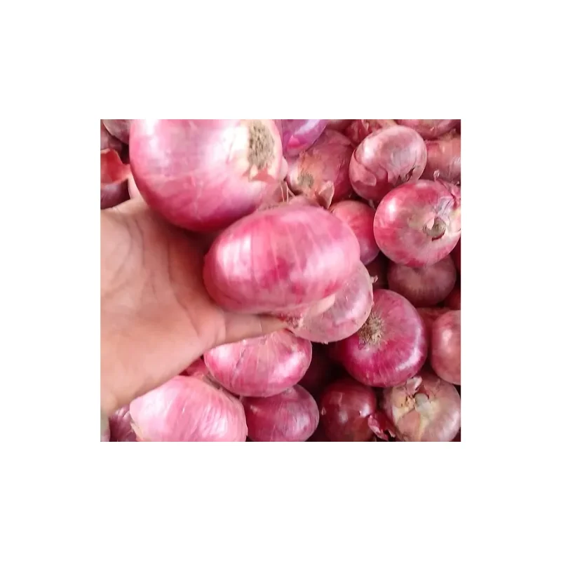 Our Red Onions Are Renowned for Their Vibrant Color, Crisp Premium Indian Round 30 to 60 Days in The Fridge 4 to 6 Weeks Outside