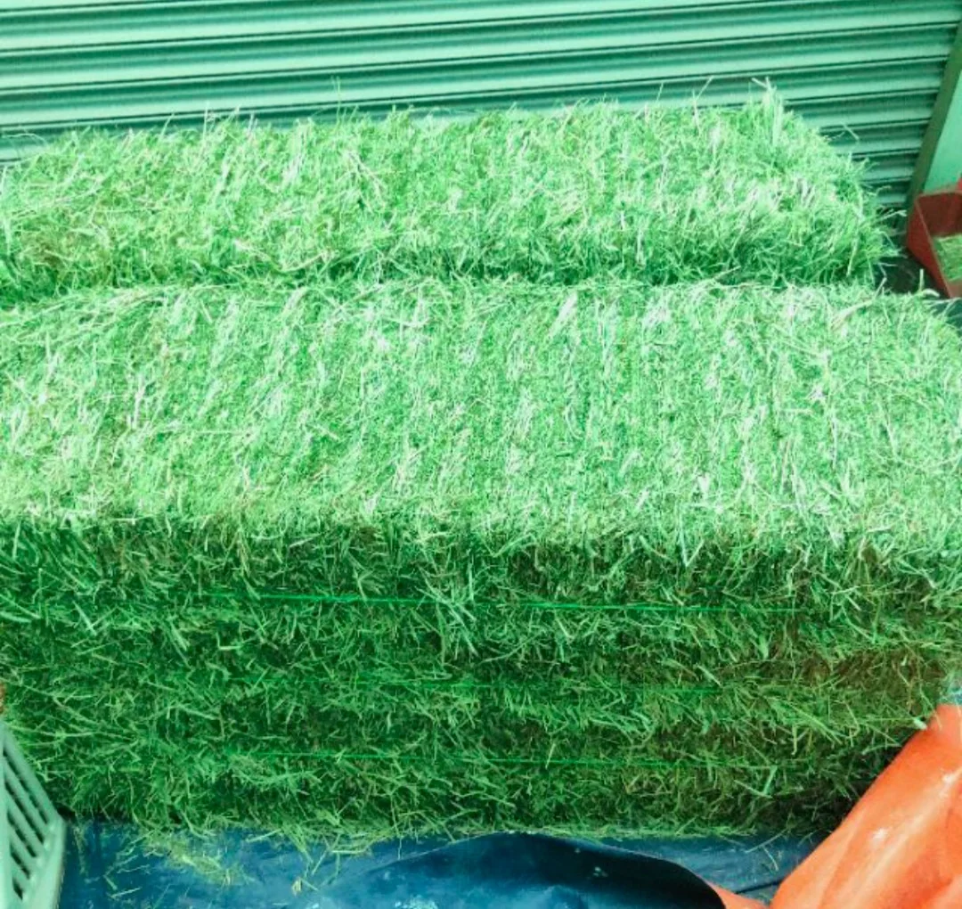 Alfafa Hay Animal Feeding Stuff Alfalfa, hay/alfalfa hay pellets Timothy Hay/ Alfafa in Bales Best Super Top Quality