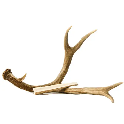 Wholesale Top Grade Red Deer Antlers, Red Deer Antlers Horns, Naturally Shed Whole Red Deer Antlers