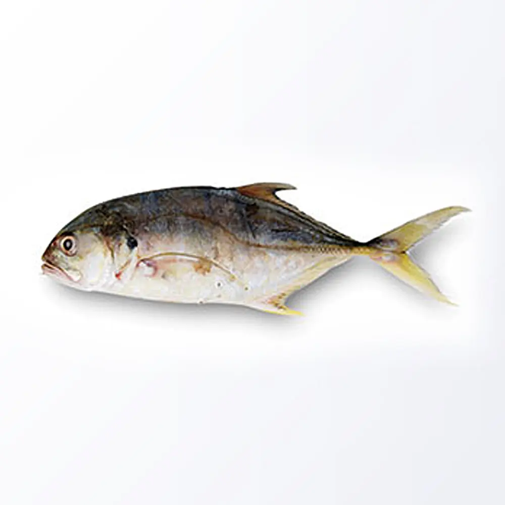 Fresh Frozen Trevally Fish weight upto 2000 grams medium in size available for sale