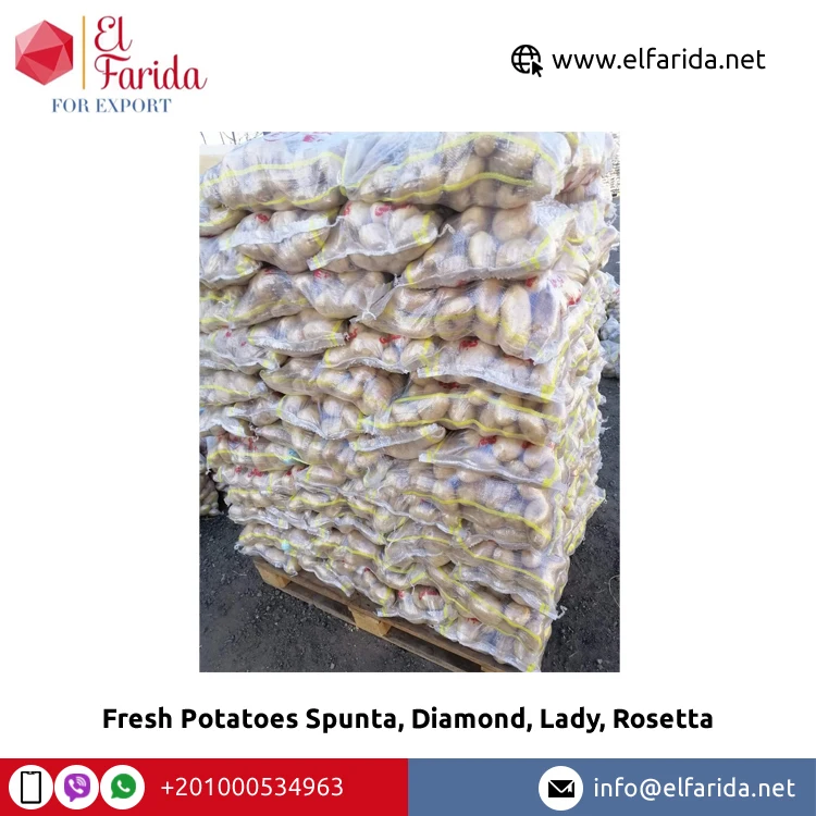 100% натуральный продукт свежие овощи Египетский свежий картофель Spunta Diamond Lady Rosetta по конкурентоспособной цене