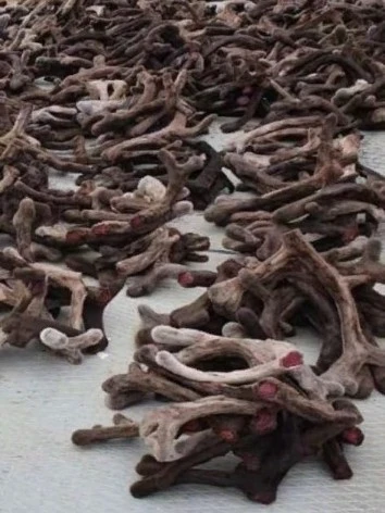 deer antlers of the best quality, without heat treatment, deer antlers of Russian origin