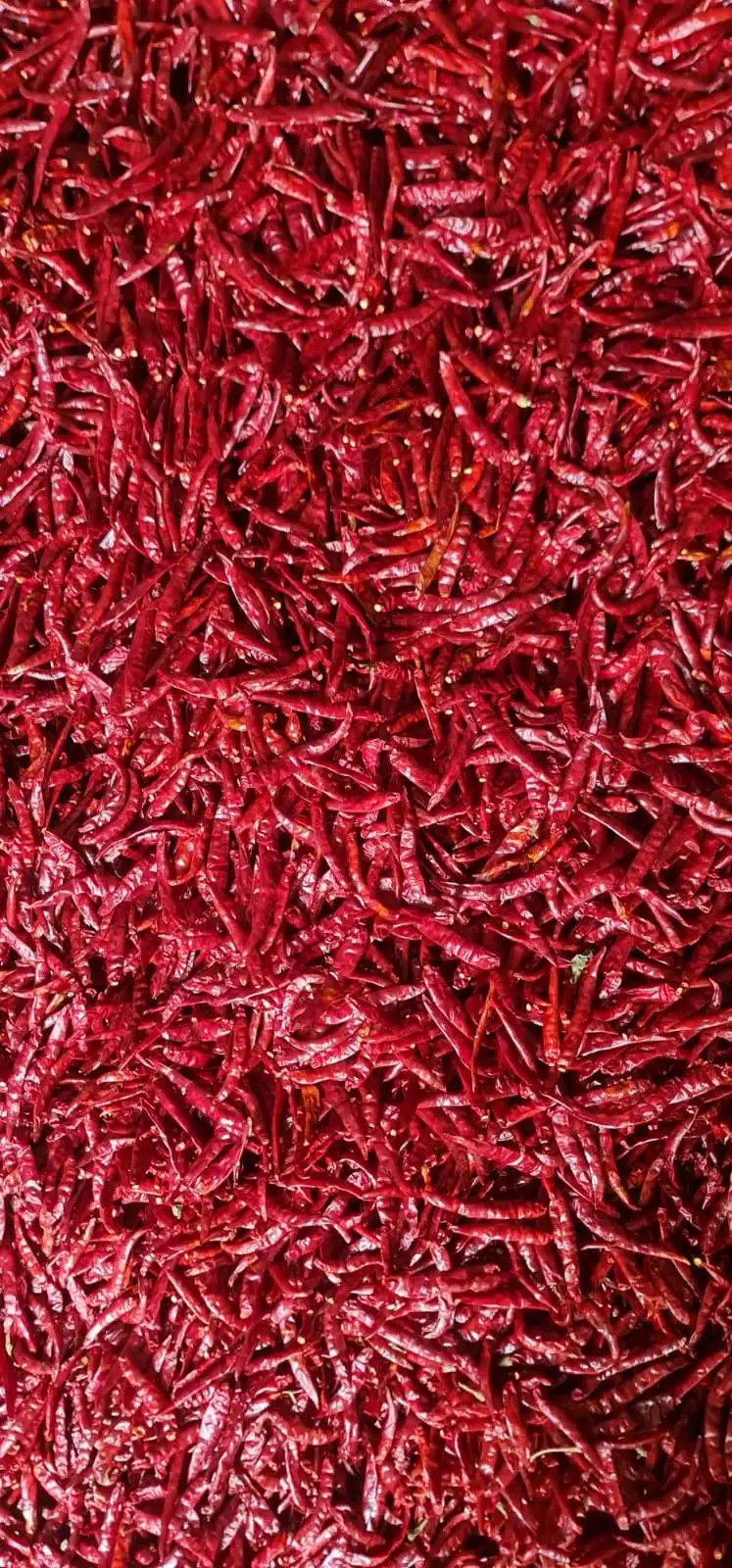 Wholesale price Whole Natural Dried Red Chili s17 Teja Top quality Indian Spices & Herbs