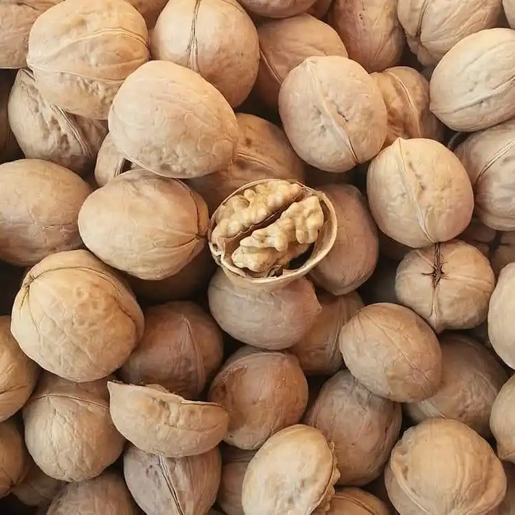 Walnut and Walnut Kernel