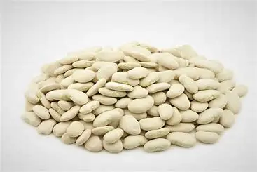 Faba  beans  broad  beans  / Quality  Baby Broad Beans