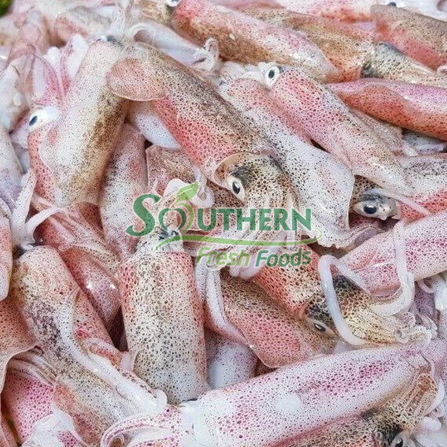 Supplier nature High content squid Frozen feature calamari Calamari Loligo Squid Wild Caught SFF from Vietnam
