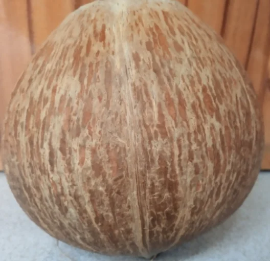 HIGH QUALITY | Premium Grade 100% Organic POLISHED COCONUT MATURE exported from Vietnam (WhatsApp: +84 98 858 1390)