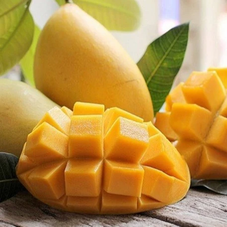Mango Cat Hoa Loc Mango Cat Chu Export Quality 100% Natural No Preservatives / Frozen Product
