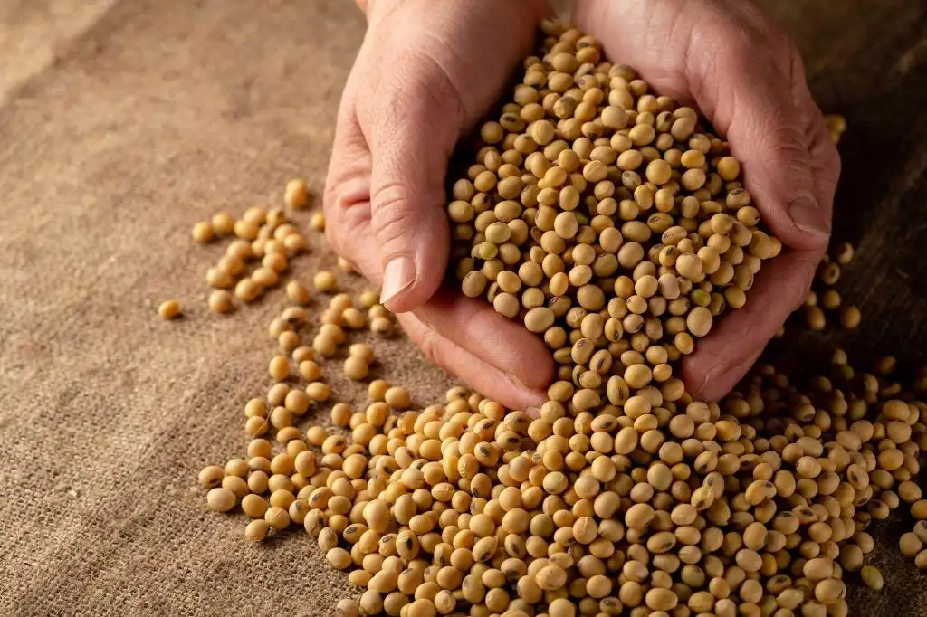 Organic Dried Soybean IQF Frozen and Natural Drying Process Bulk Packaging