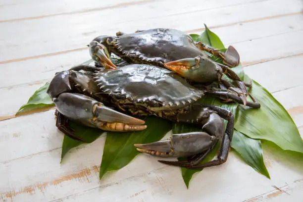 High quality Mud crab for sale bulk supplier hot sale mud crabs blue frozen mud snow crab at best price