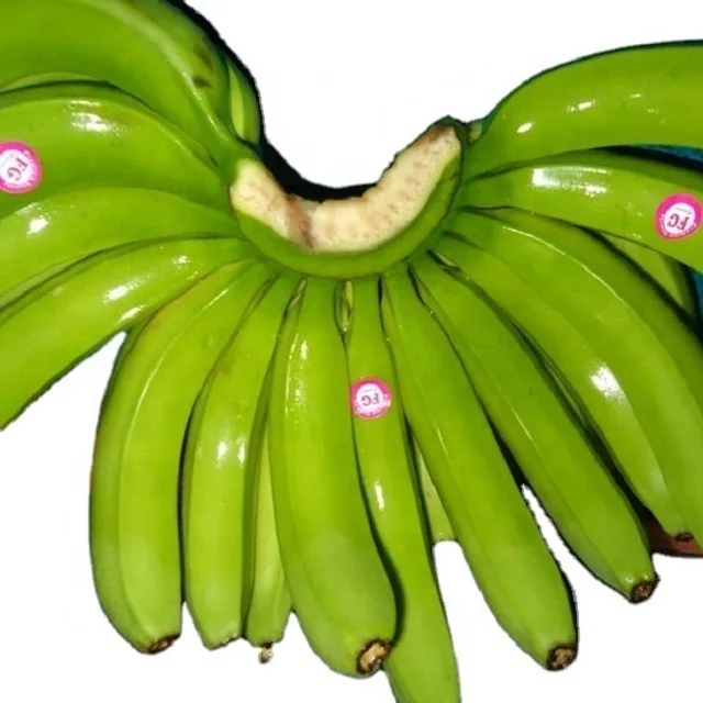 100% Organic Fresh Cavendish Banana Green Plantain Variety Wholesale for Worldwide Export