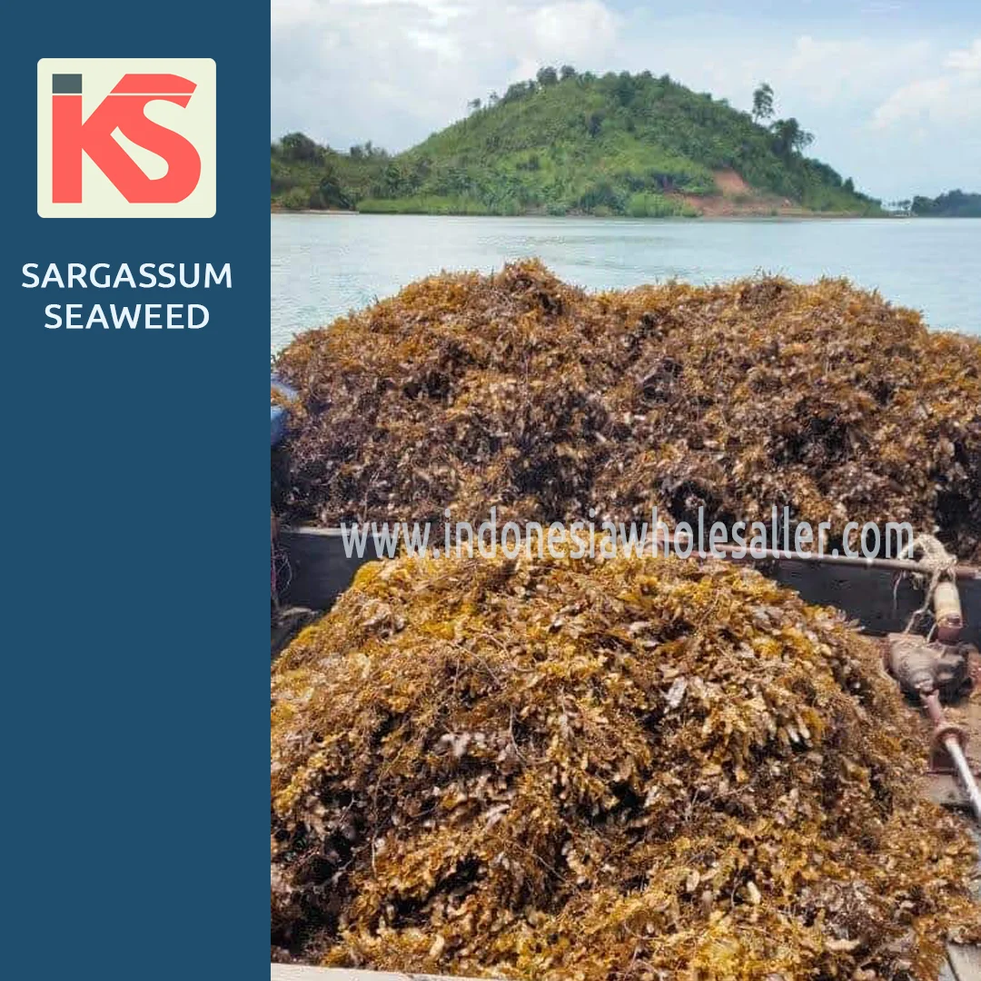 Premium Quality 100% Pure Organic Dried Sargassum Seaweed Bulk Packaging Direct from Indonesian Supplier