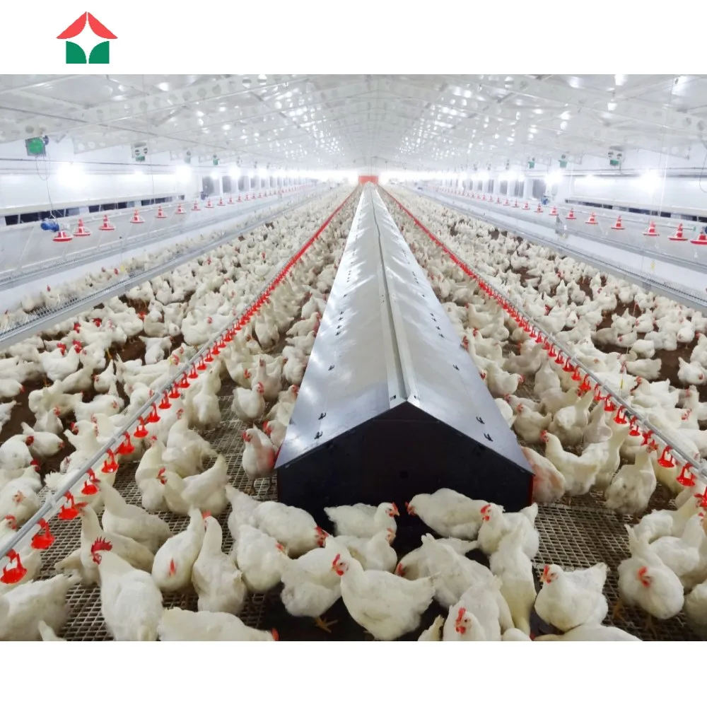 chicken farm equipment chicken house