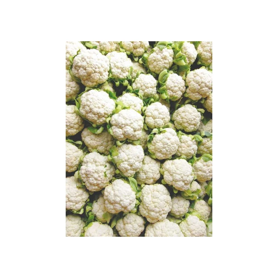 High Quality & pure 100% Natural and Organic Factory  Cauli flower  powder Manufacture  low price sales in India