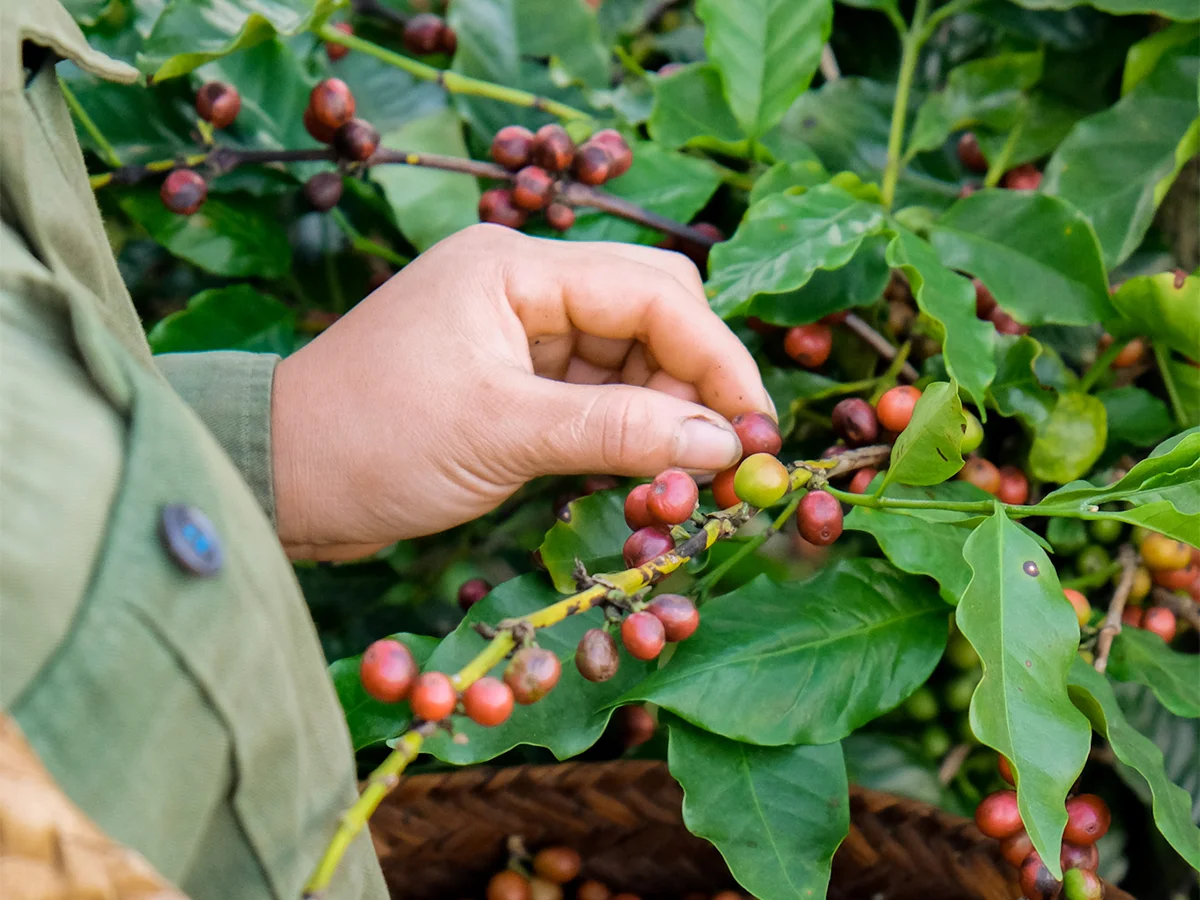 Roasted arabica coffee beans wholesale suppliers 250g/pack or 500g/pack and custom coffee bean bag for corporate customers.