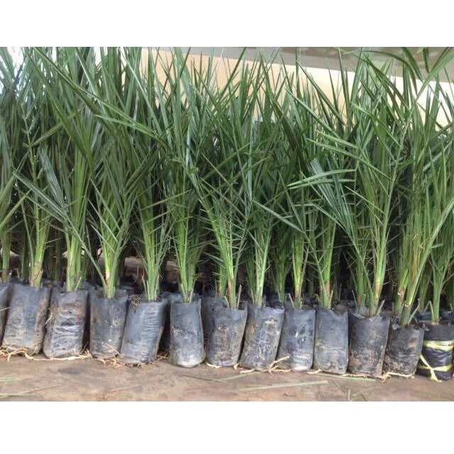 Natural Agri-Horti Phoenix Dactylifera Date Palm Tissue Culture For Garden dates Fruit palm tissue culture Seedling from India