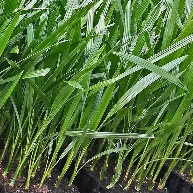 Red Barhi Dates 15 Feet Diameter Expecting Yield From 3rd Year Tissue Culture Dates From India Disease Resistance Quality