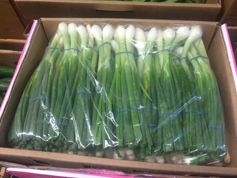 Fresh green union spring из Египта высокое качество