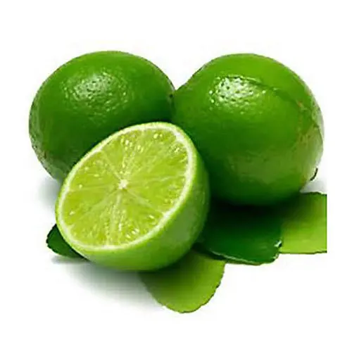 High Quality Fresh Green Seedless Lime / Farm Lemons for Export