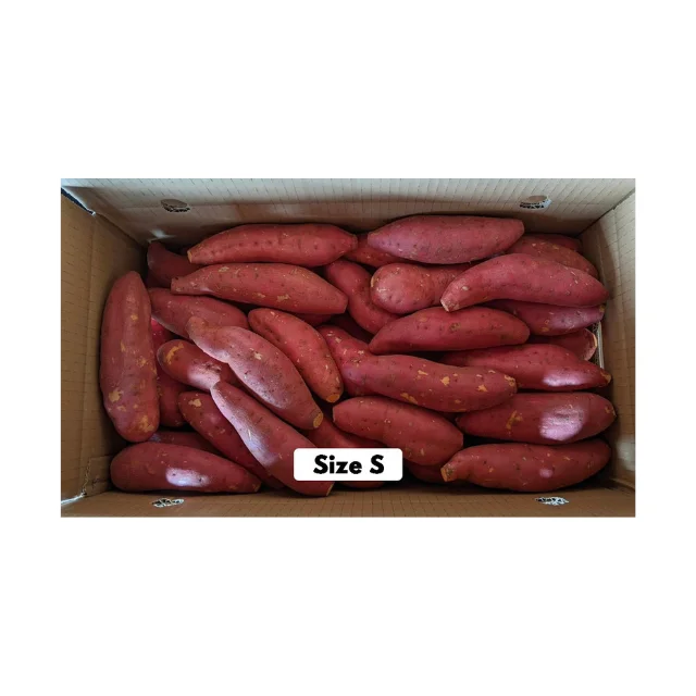 Конкурентоспособная цена, Вьетнам, сладкий картофель, новый сезон сбора урожая, свежий, Индивидуальный размер, оранжевый, высшее качество, бестселлер, оптовая продажа