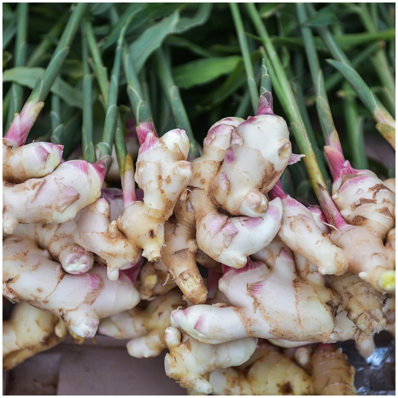 Оптовая цена, экспортер качества, оптовая продажа, новый урожай, натуральный супер свежий овощ, бразильский имбирь